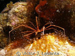 arrow crab in a anemone in mermaid point dive site at par... by Victor J. Lasanta 